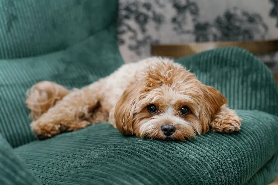 Aris, el perro del hotel, sobre un sillón verde